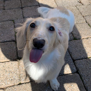 Meet your Posher, Sophia